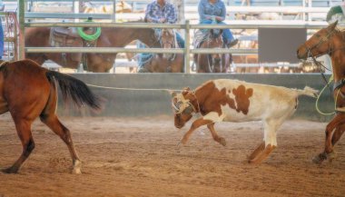 Avustralya 'da Baldır İpi