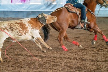 Avustralya 'da Baldır İpi