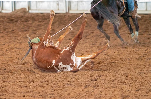 Cuerda de ternera en Australia — Foto de Stock