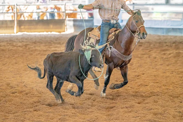 Calf Roping Στην Αυστραλία — Φωτογραφία Αρχείου