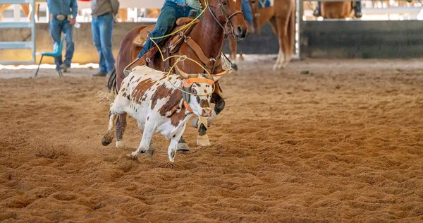 Calf Roping Στην Αυστραλία — Φωτογραφία Αρχείου