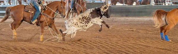 Calf Roping Στην Αυστραλία — Φωτογραφία Αρχείου