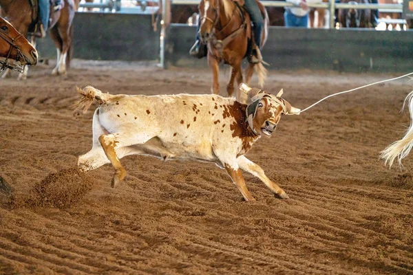 Calf Roping Στην Αυστραλία — Φωτογραφία Αρχείου