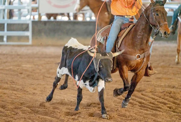 Calf Roping Στην Αυστραλία — Φωτογραφία Αρχείου