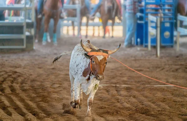 Kalv Roping I Australien — Stockfoto