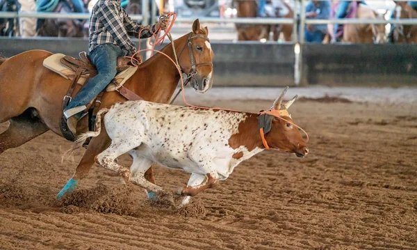 Calf Roping Στην Αυστραλία — Φωτογραφία Αρχείου