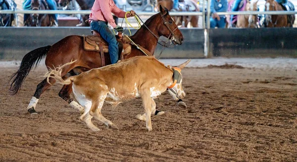 Kalv Roping I Australien — Stockfoto