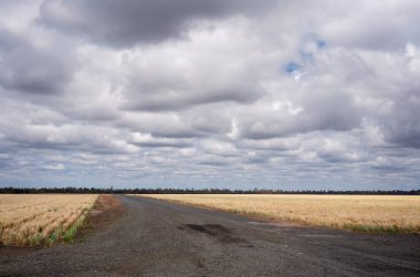 Tahıl Tarlaları Arasında Yol