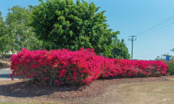Colorful Bright Red Bougainvillea Hedge