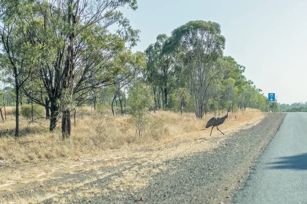 Un Emu australiano cruzando la carretera — Foto de Stock