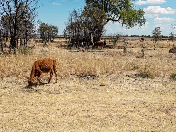 Cattle Grazing On The Side Of An Australian Highway