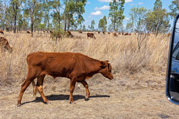 Cattle Grazing On The Side Of An Australian Highway