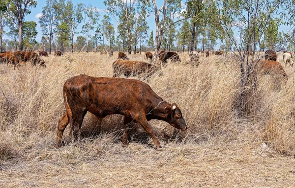 Cattle Grazing On The Side Of an Australian Highway