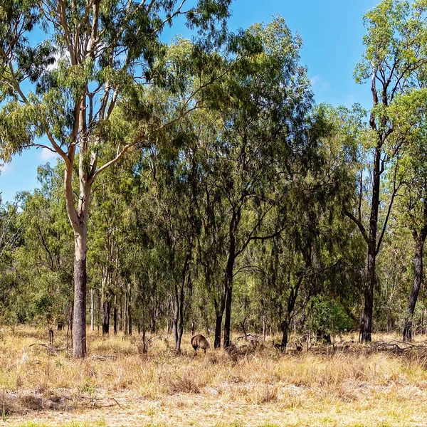 Emú australiano en el Bush — Foto de Stock