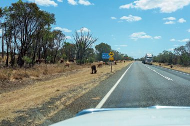 Clermont, Queensland, Avustralya - Ekim 2019: Bir kırsal otoyolun kenarında otlayan sığırlar yaklaşmakta olan bir tırın ön camından görüldüğü üzere