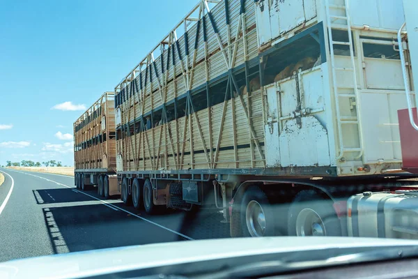 Tren por carretera que transporta ganado — Foto de Stock