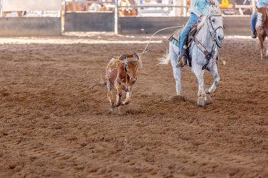 Avustralya 'nın taşra rodeosunda baldır halatı.
