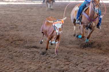 Avustralya 'nın taşra rodeosunda baldır halatı.