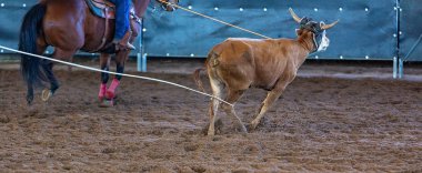 Avustralya 'nın taşra rodeosunda baldır halatı.