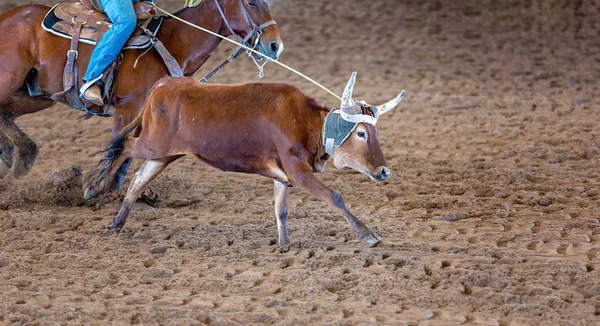 在澳洲内地的牛仔竞技比赛中骑着小牛 — 图库照片