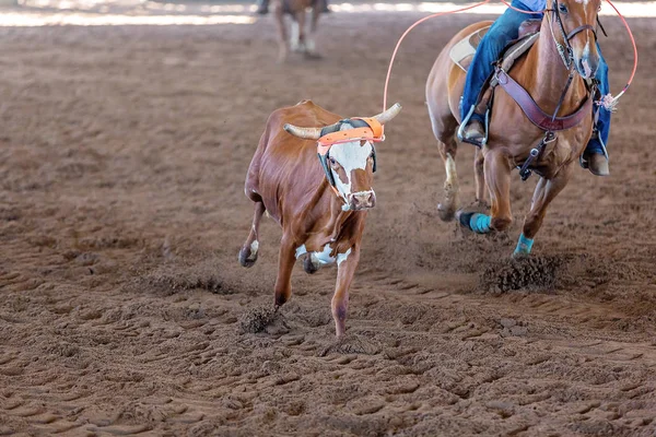 Ο Calf Roping σε ένα αυστραλιανό Outback Rodeo — Φωτογραφία Αρχείου
