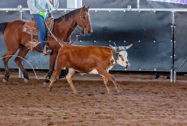 Borjú kötél egy ausztrál Outback Rodeo — Stock Fotó