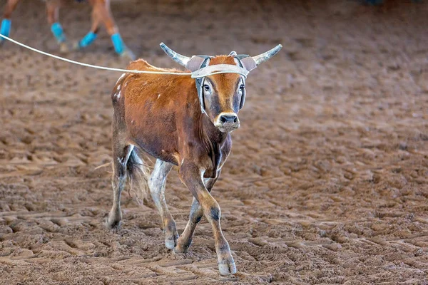 Cinghiale di vitello in Australia — Foto Stock