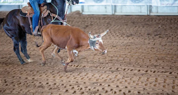 Kalv Roping I Australien — Stockfoto