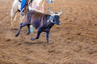 Bir taşra rodeosunda baldır halatı.