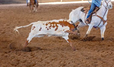 Bir taşra rodeosunda baldır halatı.