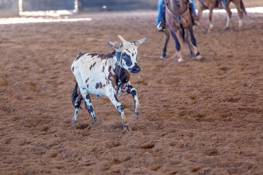 Bir taşra rodeosunda baldır halatı.