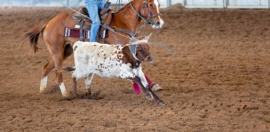 Bir taşra rodeosunda baldır halatı.