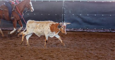 Bir taşra rodeosunda baldır halatı.