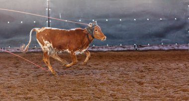 Bir taşra rodeosunda baldır halatı.