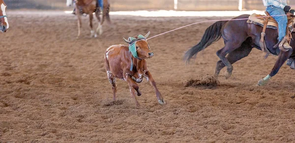 Roping med kalv ved en bakre Rodeo – stockfoto