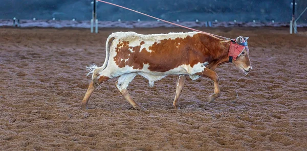 Bir taşra rodeosunda baldır halatı.