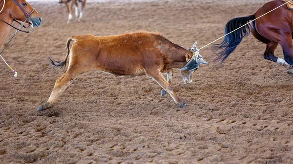Cuerda de ternera en un rodeo de Outback — Foto de Stock