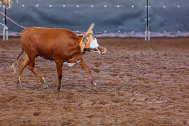 Bir taşra rodeosunda baldır halatı.