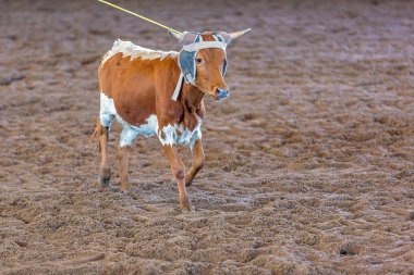 Bir taşra rodeosunda baldır halatı.