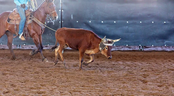 Верёвка теленка на открытом родео — стоковое фото