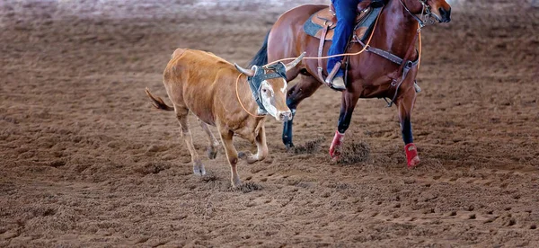 Верёвка теленка на открытом родео — стоковое фото