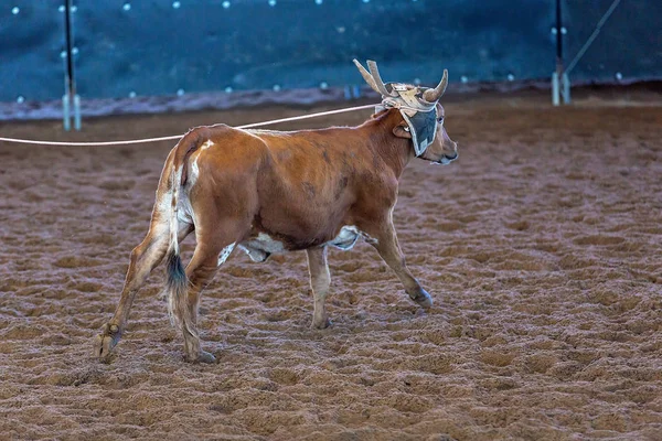Calf Roping a un rodeo dell'entroterra — Foto Stock