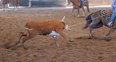 Bir taşra rodeosunda baldır halatı.