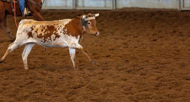 Bir taşra rodeosunda baldır halatı.