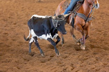 Bir taşra rodeosunda baldır halatı.