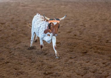 Bir taşra rodeosunda baldır halatı.