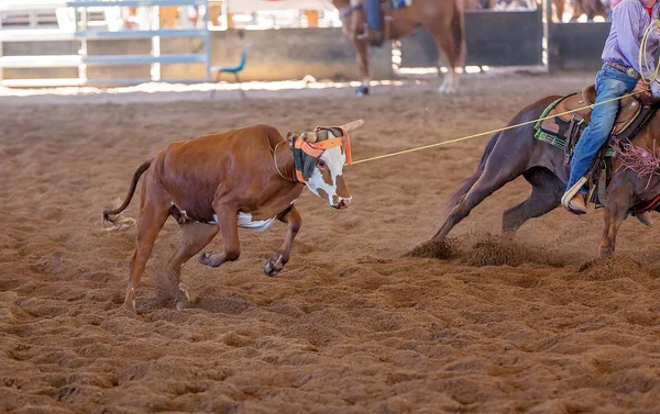 Borjú kötél egy Outback Rodeo — Stock Fotó