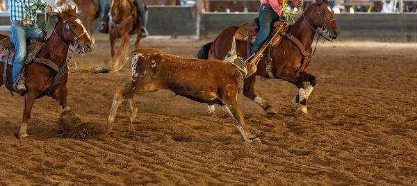 Cielę skaczące po pustkowiu Rodeo — Zdjęcie stockowe