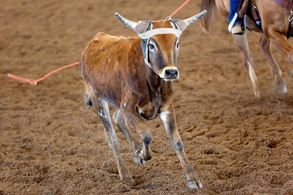 Cielę skaczące po pustkowiu Rodeo — Zdjęcie stockowe