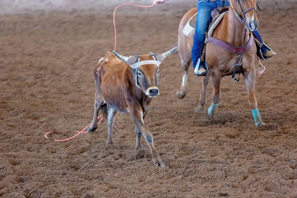 Kalv Roping på en outback Rodeo — Stockfoto